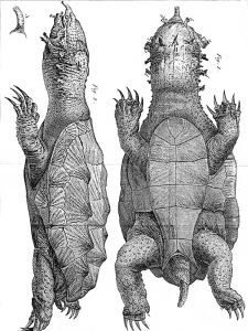 Figure from Brugiere 1792 of the Mata mata.