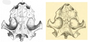 Cuvier's skull drawing (left) compared to Boulengers 1891 (right) drawing of the Chelys boulengeri skull.